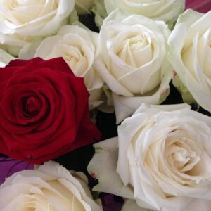 rose rouge et blanc